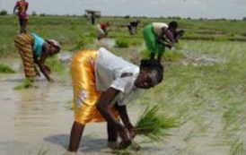 Le Bénin remet au goût du jour l’assurance mutuelle agricole pour les riz et coton