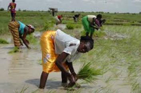 Le Bénin remet au goût du jour l’assurance mutuelle agricole pour les riz et coton