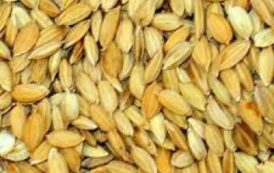 Des variétés de riz du Mali, Brésil, Sénégal et d’Africa Rice testées en Haute Casamance