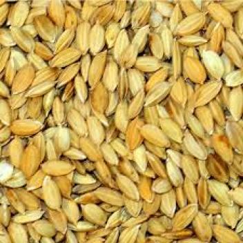 Des variétés de riz du Mali, Brésil, Sénégal et d’Africa Rice testées en Haute Casamance