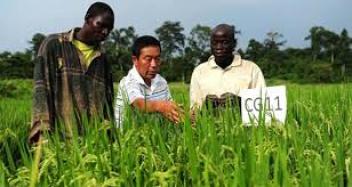 La Chine a formé pendant un mois des Ivoiriens à la riziculture