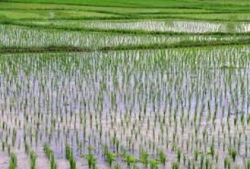 € 5 millions de la BAD pour la filière riz à Bafata et Oio en Guinée-Bissau