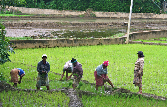 Cameroun – Agriculture. Riziculture: Le Cameroun veut passer à une production industrielle