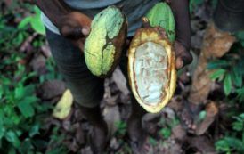 Cacao : les pays producteurs veulent reprendre la main sur les prix