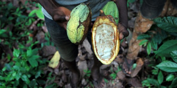 Cacao : les pays producteurs veulent reprendre la main sur les prix