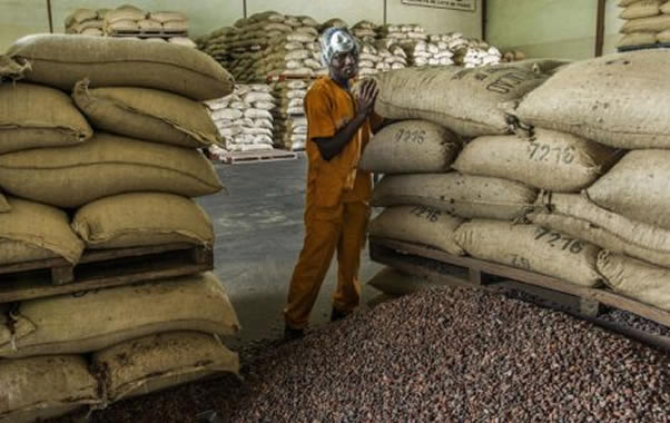 Côte d’Ivoire : le prix du cacao enregistre sa plus forte baisse depuis 2012