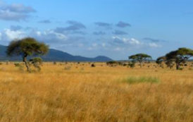 Transformer la savane en richesse agricole dans huit pays africains