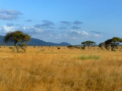 Transformer la savane en richesse agricole dans huit pays africains