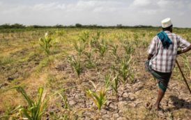 Dans la Corne de l’Afrique, 17 millions de personnes menacées de famine par la sécheresse