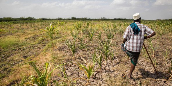 Dans la Corne de l’Afrique, 17 millions de personnes menacées de famine par la sécheresse