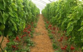Algerie : Dopée par l’argent public, l’agriculture améliore ses performances productives