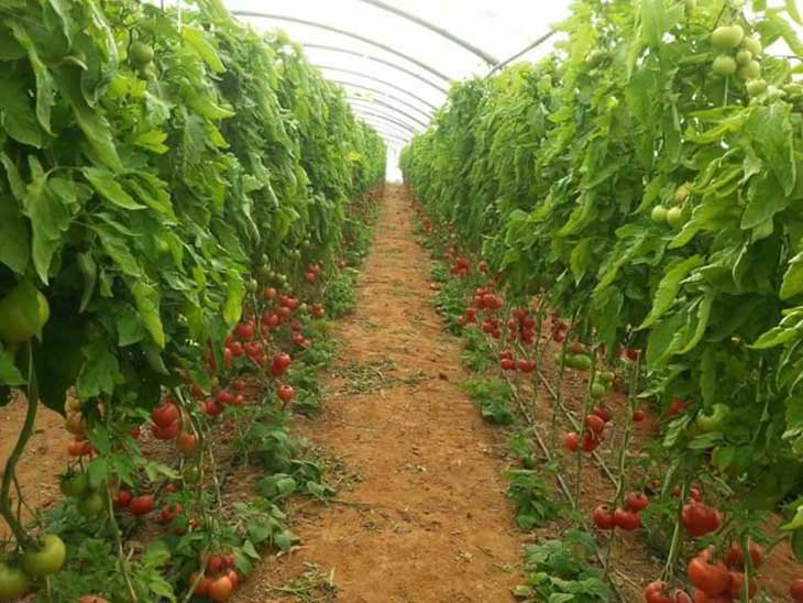 Algerie : Dopée par l’argent public, l’agriculture améliore ses performances productives