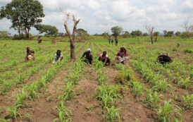 Côte d’Ivoire : la Société de productions végétales investira 280 millions de FCFA dans la production de semences vivrières