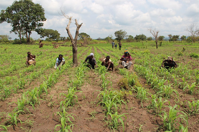 Côte d’Ivoire : la Société de productions végétales investira 280 millions de FCFA dans la production de semences vivrières