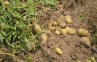 Transformation de la pomme de terre: bientot une usine algéro-américaine