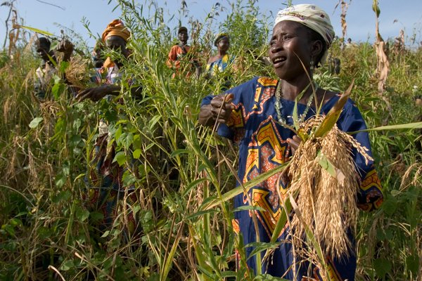 Plus de 50% des récoltes des pays africains pourrissent par manque de conservation