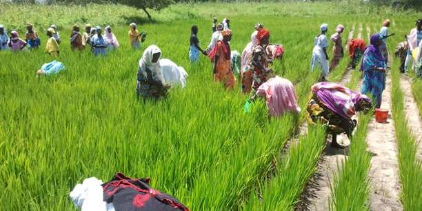 Sécurité alimentaire  : le programme «un million de citernes pour le Sahel» atterrit au Sénégal