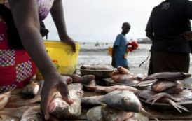 Sénégal : la pêche dans le peloton des secteurs pourvoyeurs de devises