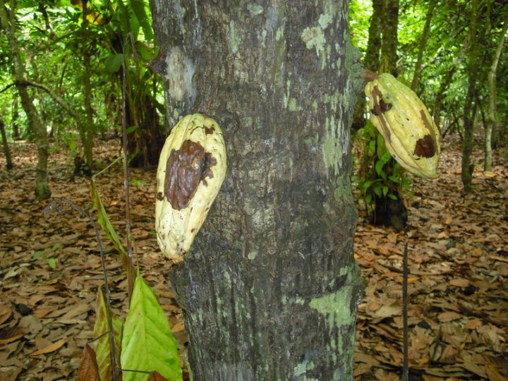 La Côte d’Ivoire s’engage à intensifier la lutte contre le “swollen shoot”, une maladie du cacaoyer