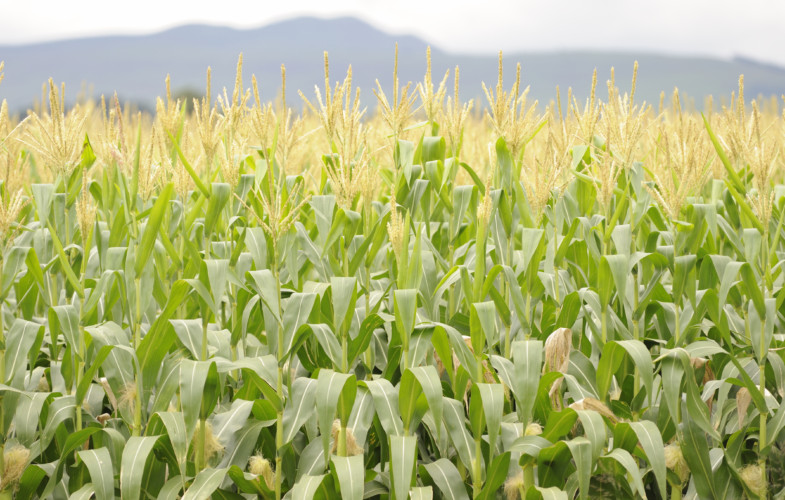 Des pays africains se réuniront à Lomé pour discuter du financement de l’agriculture