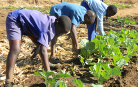 Tchad : « seulement 2,2 millions d’hectares sont exploités sur les 39 millions cultivables » dixit Ferry L. Yanyabé