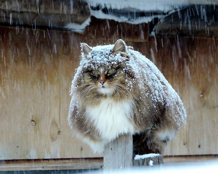 Les chats sibériens ont pris le contrôle de la terre de cette fermière, et ils sont absolument majestueux