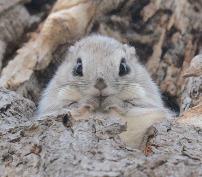 Les écureuils volants japonais et sibériens sont probablement les animaux les plus mignons sur terre