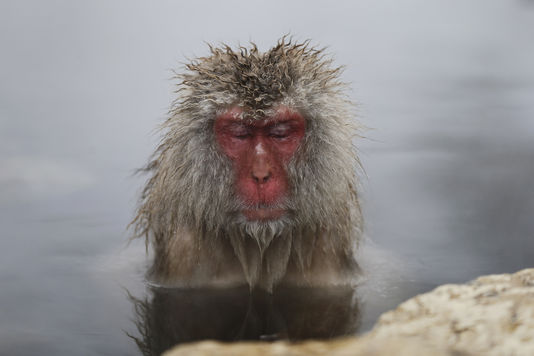 Les singes pourraient disparaître d’ici vingt-cinq ans à cinquante ans  En savoir plus sur http://www.lemonde.fr/biodiversite/article/2017/01/18/la-disparition-des-singes-de-la-planete-est-imminente_5064940_1652692.html#S8H9jGmWcfaYRxTC.99