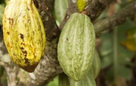 Côte-d’Ivoire : le Conseil café-cacao en pleine restructuration