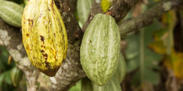 Côte-d’Ivoire : le Conseil café-cacao en pleine restructuration