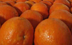 Tunisie : saison record pour la production d’oranges, qui peinent pourtant à trouver acheteurs