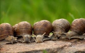 MODACS apporte son soutien « au village des escargots » à Okemesi au Nigeria