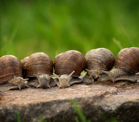 MODACS apporte son soutien « au village des escargots » à Okemesi au Nigeria