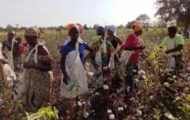 La production de coton grimperait de 19% en Afrique de l’Ouest en 2016/17