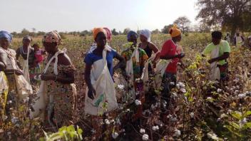 La production de coton grimperait de 19% en Afrique de l’Ouest en 2016/17