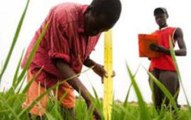 La formation sur les bilans alimentaires pour les statistiques agricoles en Afrique s’achève