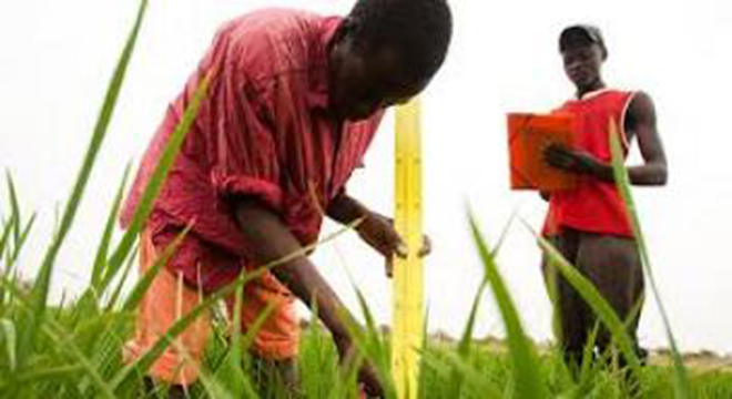 La formation sur les bilans alimentaires pour les statistiques agricoles en Afrique s’achève