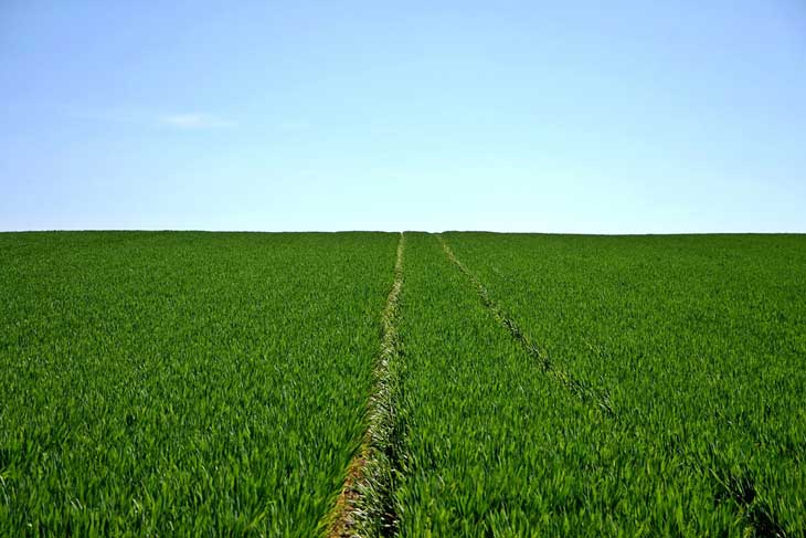 Algérie / Agriculture : plus de 370.000 ha emblavés à ce jour