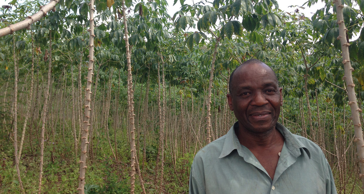 Tanzanie : Des agriculteurs accroissent leurs revenus en multipliant de nouvelles variétés de manioc