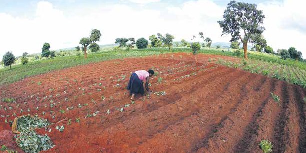 RDC : l’Allemagne finance un projet d’autonomisation des femmes et des petits agriculteurs