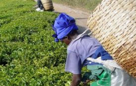 Tanzanie : les recettes horticoles doubleront d’ici à 2020
