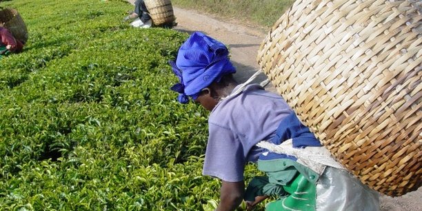 Tanzanie : les recettes horticoles doubleront d’ici à 2020