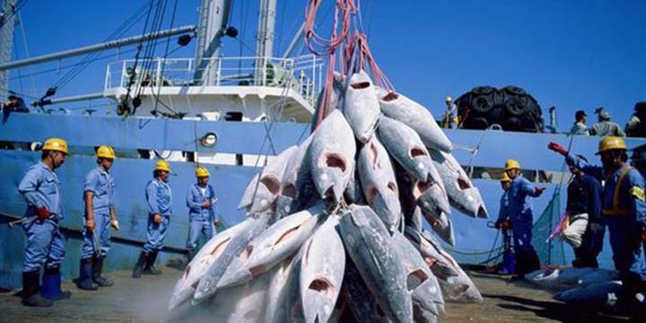 Pêche hauturière : l’Algérie a épuisé son quota annuel de captures de thon rouge