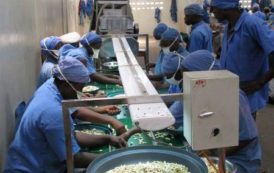 Bénin : le fonds Moringa investit dans l’entreprise de noix de cajou Tolaro Global