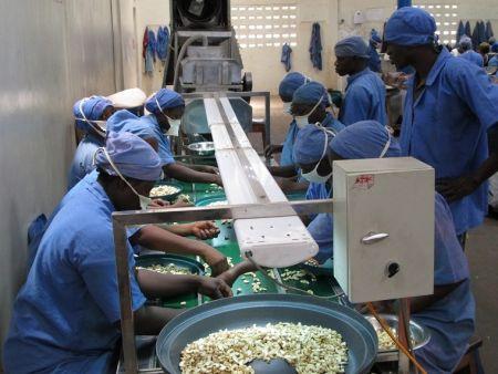 Bénin : le fonds Moringa investit dans l’entreprise de noix de cajou Tolaro Global