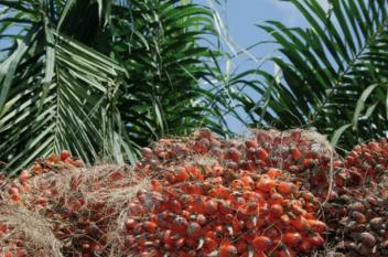 Kalyan démarre la construction de son usine de transformation d’huile de palme au Togo