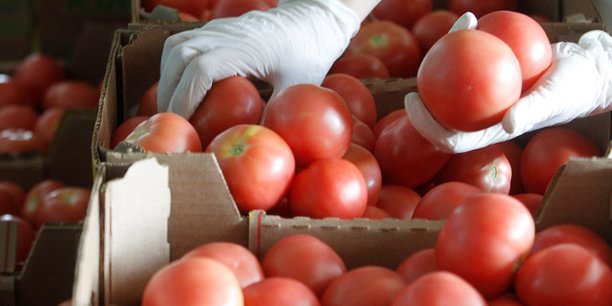 Algérie  : les producteurs de tomates appellent à un arrêt des importations