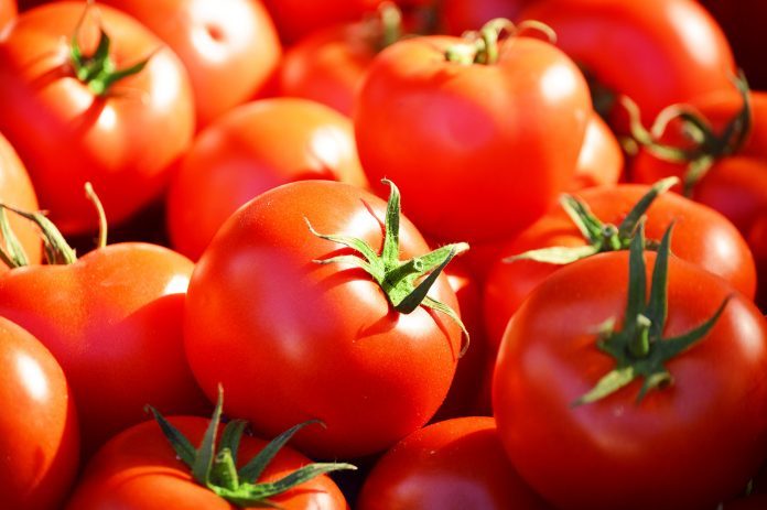 Sénégal / Saint-Louis: ouverture prochaine d’une usine de production de tomate