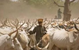 Le Togo impose des règles strictes à la transhumance pour éviter les conflits