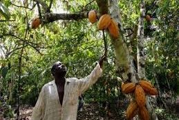 Côte d’ivoire – Campagne intermédiaire du cacao : Le cacao payé entre 600 et 800 FCFA, reprise du trafic au Ghana